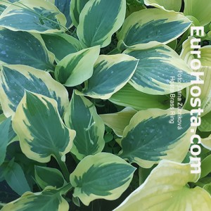 Hosta Brass Ring