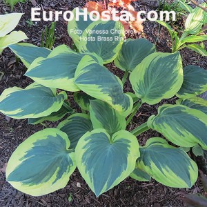 Hosta Brass Ring