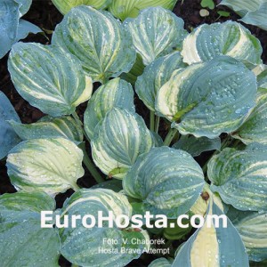 Hosta Brave Attempt