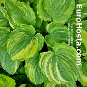 Hosta Brave Attempt