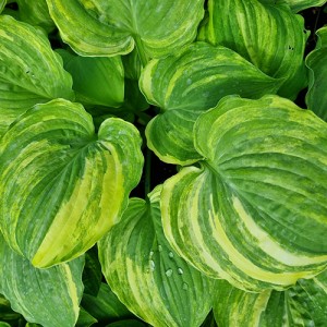 Hosta Brave Attempt