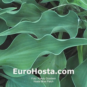 hosta Briar Patch