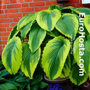 Hosta Bridal Falls