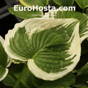 Hosta Bridal Falls