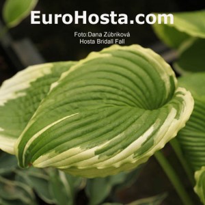 Hosta Bridal Falls