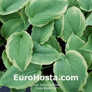 Hosta Bridal Falls