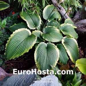 Hosta Bridal Falls