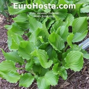 Hosta Bridegroom 