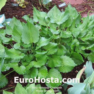 Hosta Bridegroom 