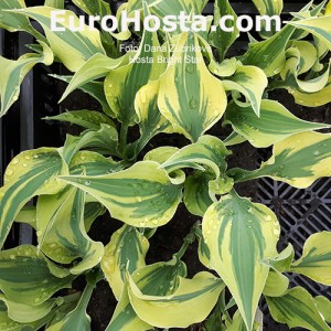 Hosta Bright Star