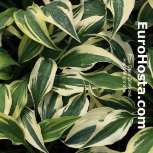 Hosta Bright Star - Eurohosta 