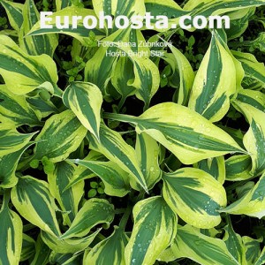 Hosta Bright Star