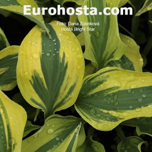 Hosta Bright Star