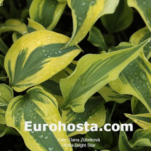 Hosta Bright Star