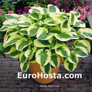 Hosta Brim Cup - Eurohosta