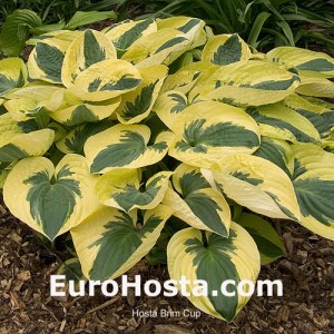 Hosta Brim Cup - Eurohosta