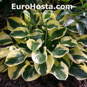 Hosta Brim Cup - Eurohosta