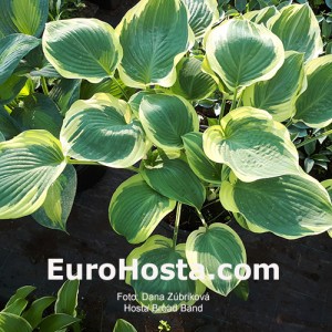 Hosta Broad Band