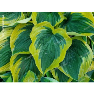 Hosta Broad Band