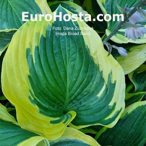 Hosta Broad Band