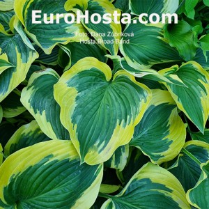 Hosta Broad Band