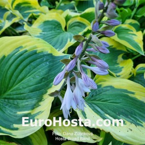 Hosta Broad Band