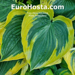 Hosta Broad Band