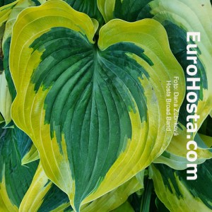 Hosta Broad Band