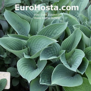 Hosta Brother Ronald - Eurohosta