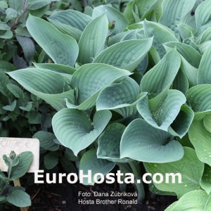 Hosta Brother Ronald - Eurohosta