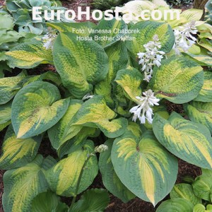 Hosta Brother Stephan