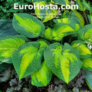 Hosta Brother Stephan