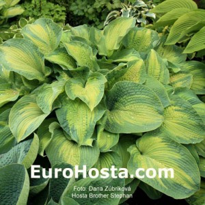 Hosta Brother Stephan