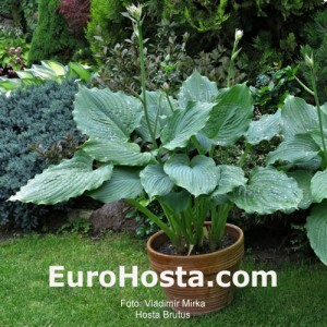 Hosta Brutus - Eurohosta