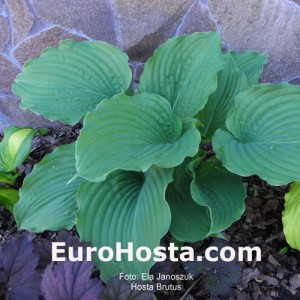 Hosta Brutus - Eurohosta