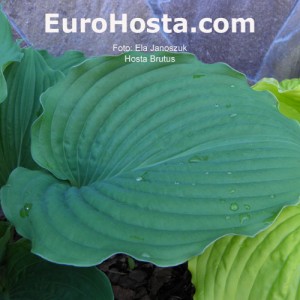 Hosta Brutus - Eurohosta