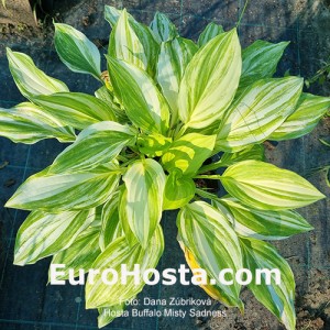 hosta Buffalo Misty Sadness