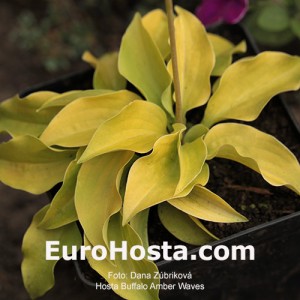 Hosta Buffalo Amber Waves