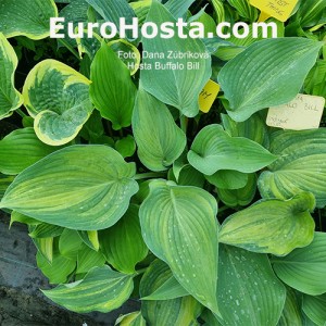 Hosta Buffalo Bill