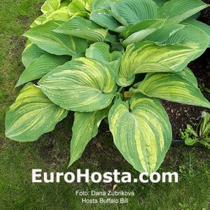 Hosta Buffalo Bill