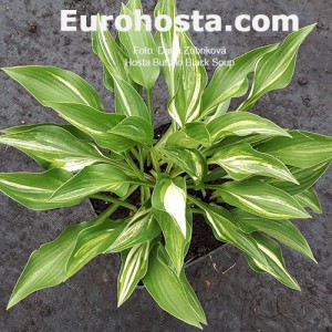 Hosta Buffalo Black Soup