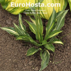 Hosta Buffalo Black Soup