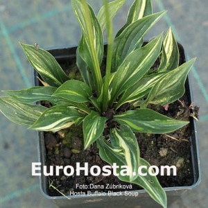 Hosta Buffalo Black Soup