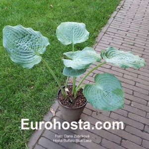 Hosta Buffalo Blue Lake