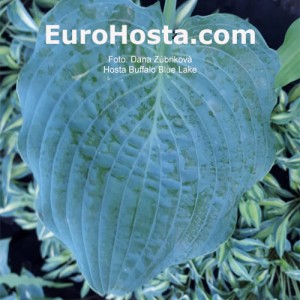 Hosta Buffalo Blue Lake