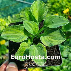 Hosta Buffalo Crazy Mouse