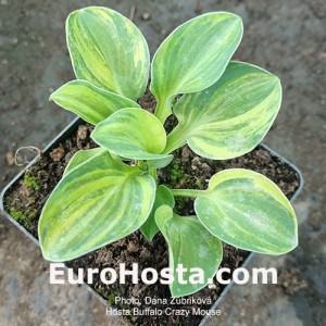Hosta Buffalo Crazy Mouse