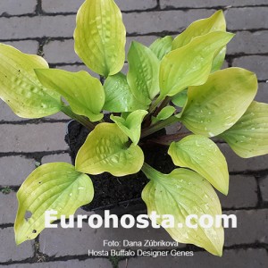 Hosta Buffalo Designer Genes