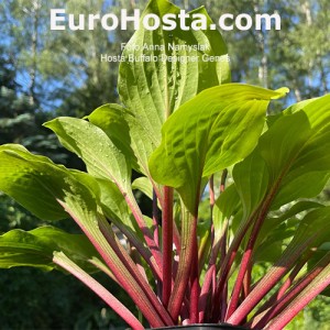 Hosta Buffalo Designer Genes