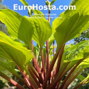 Hosta Buffalo Designer Genes